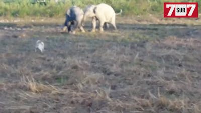 Un petit chien chasse des éléphants d'un champ