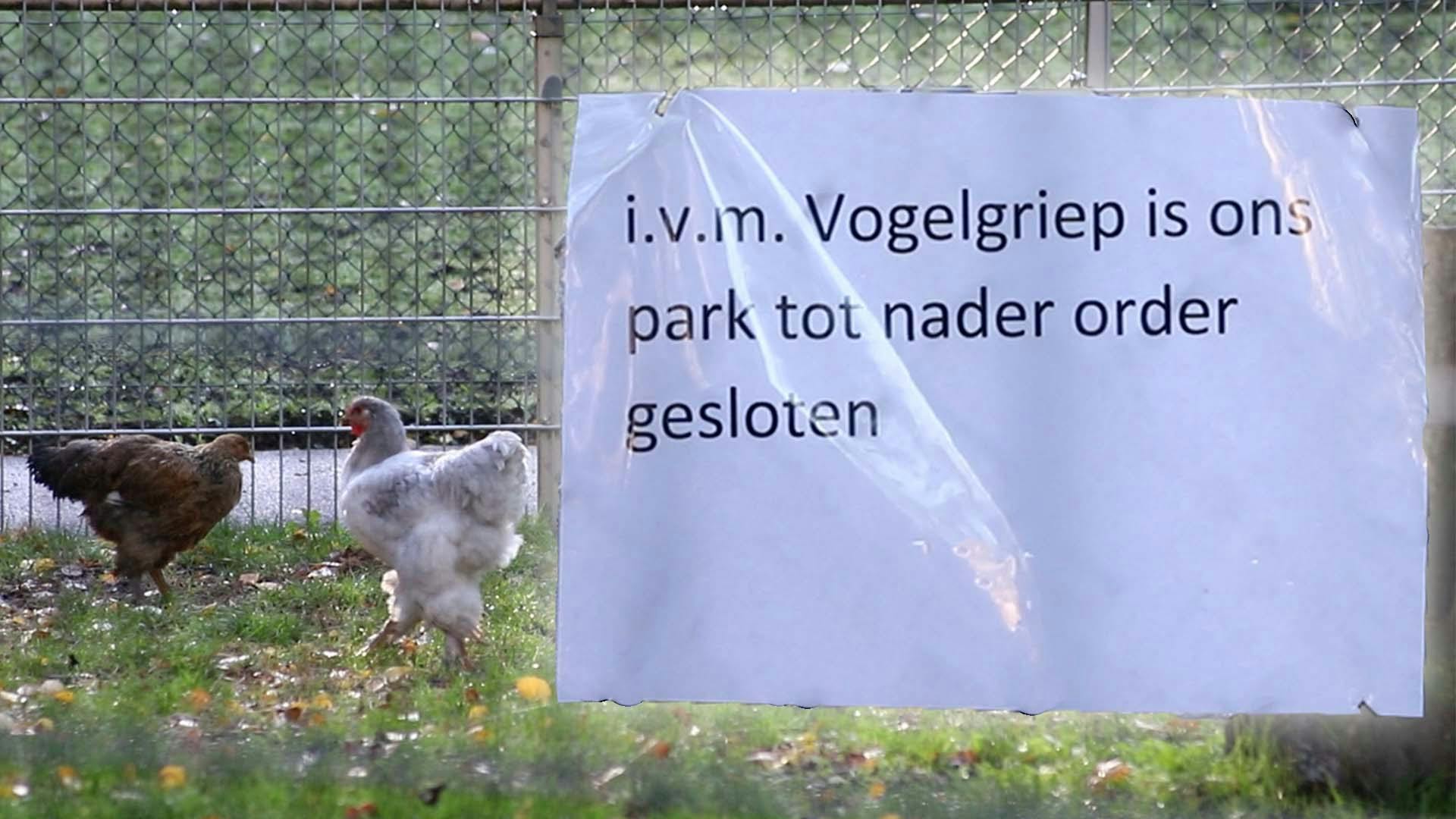 Honderd Vogels Ruimen Door Vogelgriep In Dierenpark Tiel