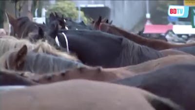 De paardenmarkt in Hedel 10 jaar geleden