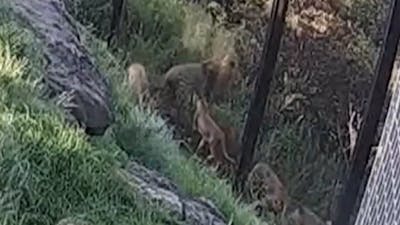 Australische dierentuin deelt beelden van uitbraak leeuwen