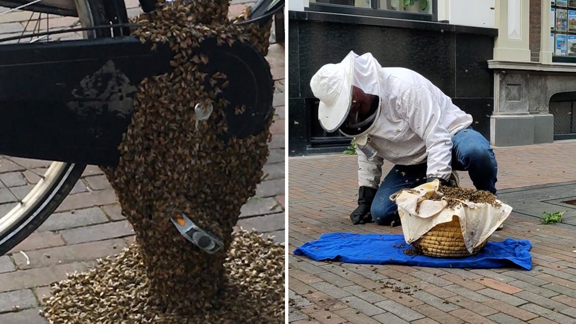 Lauw afschaffen paddestoel Bijenvolk vindt nieuw thuis in kettingkast in Deventer