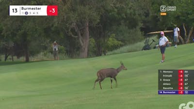 Uniek beeld: hert steekt golfbaan over tijdens wedstrijd