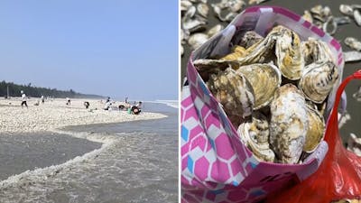 Chinezen rapen duizenden aangespoelde oesters op