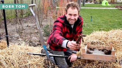 Boer Tom laat zien hoe je méér dahlia’s in je tuin krijgt