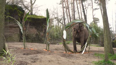 Olifanten Burgers' Zoo genieten van 110-jarig bestaan