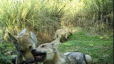 Wildcamera legt spelende wolvenwelpen vast in Drenthe