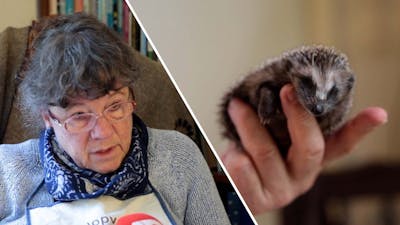 Sylvia (69) vangt al 23 jaar egels op: 'Ze zijn zo leuk'
