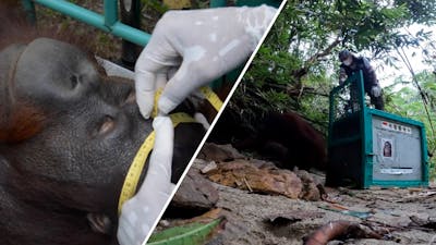 Opvangcentrum laat orang-oetan vrij in bos op Borneo
