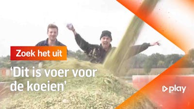 Nederlands mais wordt niet voor ons geoogst?!