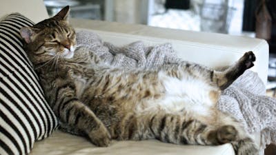 Is mijn kat te dik? Zó herken je overgewicht bij katten