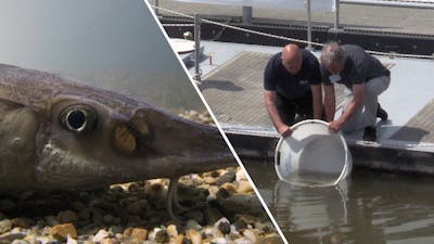 Prehistorische vis na zeventig jaar terug in de Biesbosch