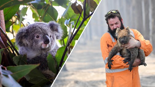 Knuffelbeer koala met uitsterven