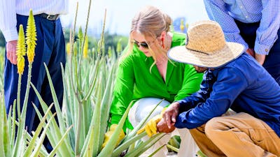 Amalia snijdt Aloë Vera plant en hiket in natuurpark Aruba