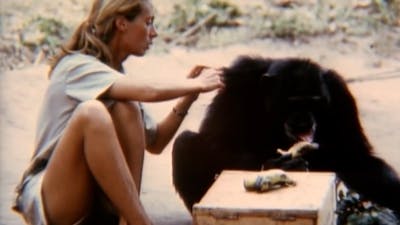Jane Goodall strijdt ruim 60 jaar voor dier en milieu