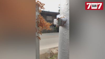 Des fourmis intelligentes forment un pont pour se déplacer