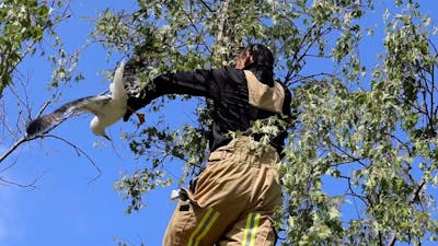 Hulpdiensten redden vastzittende meeuw uit boom in Den Haag