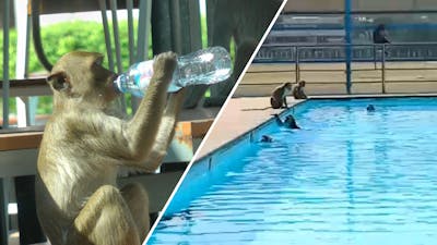 Apen nemen zwembad over in Thailand
