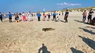 SEA LIFE opent gerenoveerd zeehondenverblijf