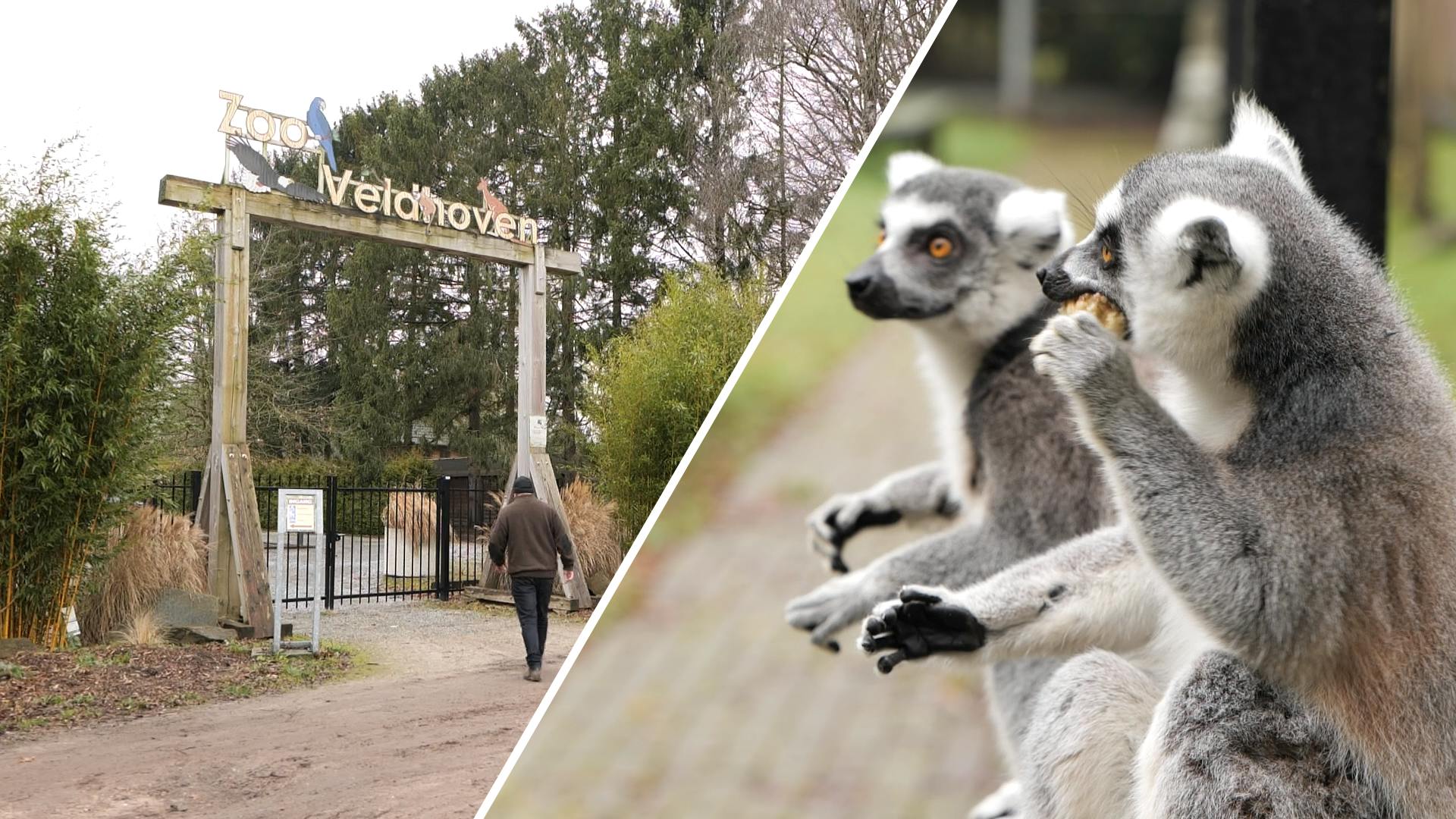 waarschijnlijkheid kraam levend Te koop: dierenpark Zoo Veldhoven, inclusief bewoners