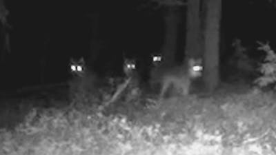 Wildcam van Peter legt roedel wolven vast op Noord Veluwe