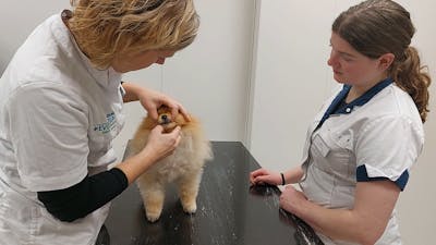 Chemo voor de hond & MRI voor de kat in het dierenziekenhuis