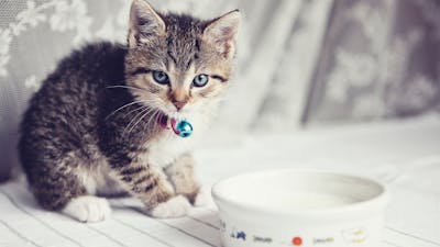 Drinkt je kat weinig water? Dierenarts Martijntje weet raad