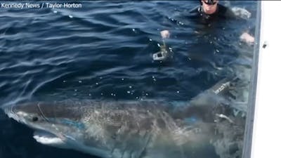 Duiker kruipt in zee bij drie meter lange witte haai