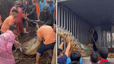 Thaise hulpdiensten worstelen met 4 meter lange krokodil