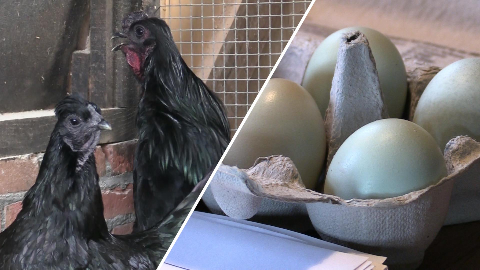 Teleurstelling gebroken Storen Kip heeft groene eieren en blauw vlees: Nee, geen grapje!