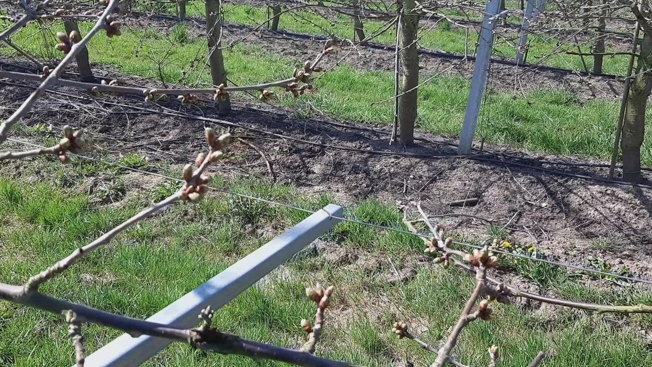 s nachts in de weer om kersen te beschermen tegen vorst foto