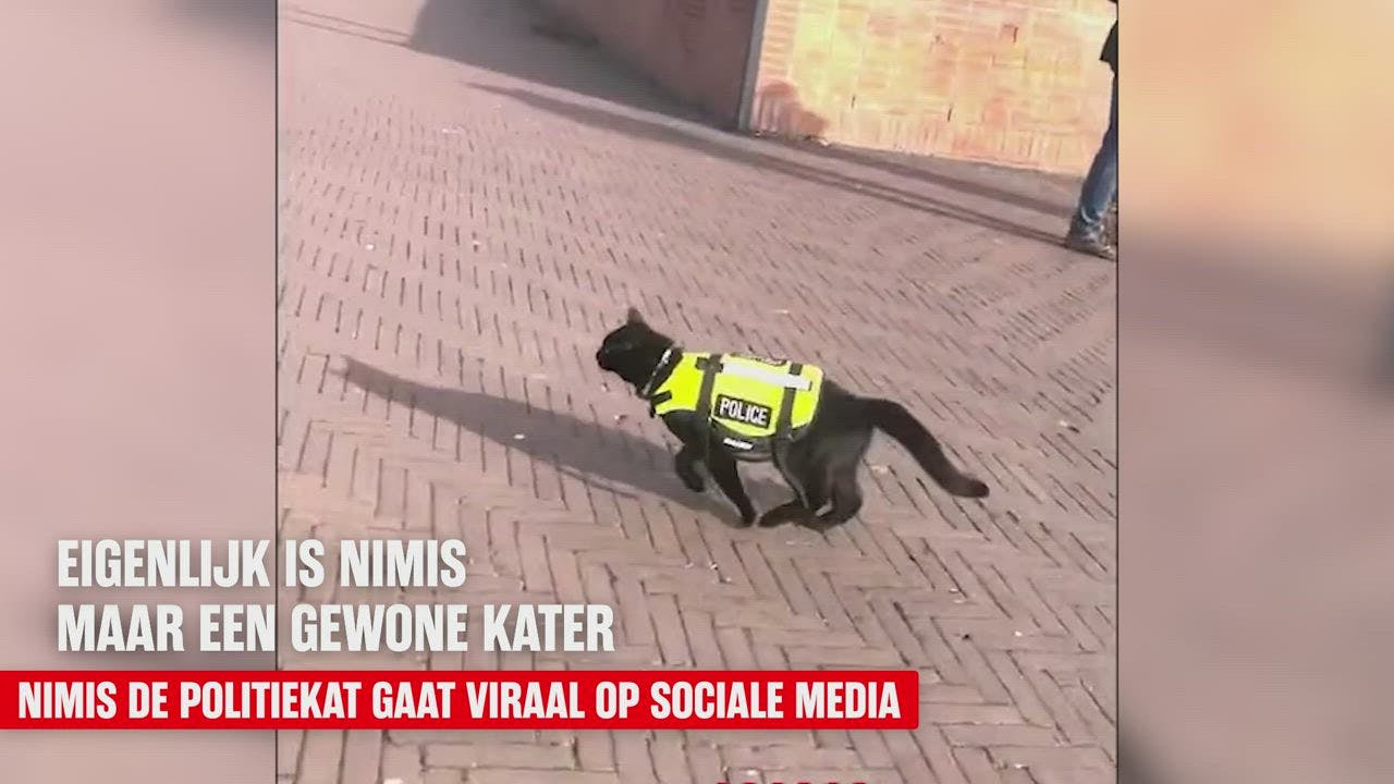 Amsterdamse 'politiekat' wereldwijd viral: 'Wordt herkend op straat