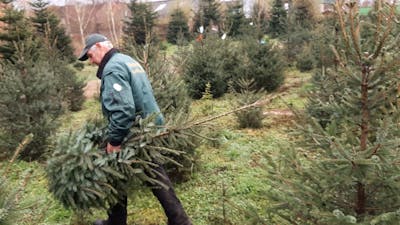 De kerstboom wacht niet tot Sinterklaas vertrokken is