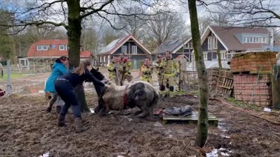 Paard in nood wordt gered door brandweer in Putten