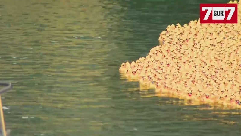 Etats-Unis : une « course » de canards en caoutchouc jaunes à Chicago