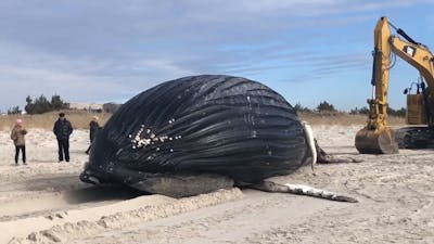 Opnieuw dode bultrug aangespoeld op strand in VS