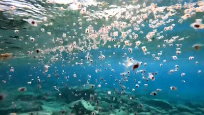 Duikers filmen zeldzame hoeveelheid zeevlinders in Rode Zee