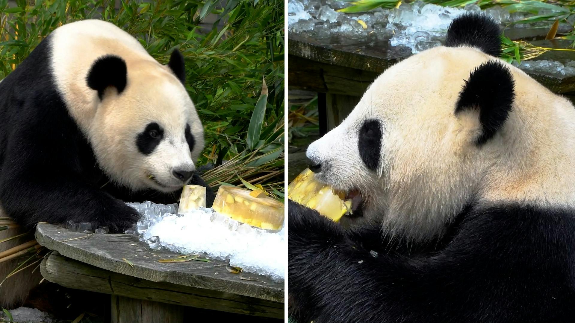 Pandas genieten en rollen rond in hangmat vol ijs afbeelding