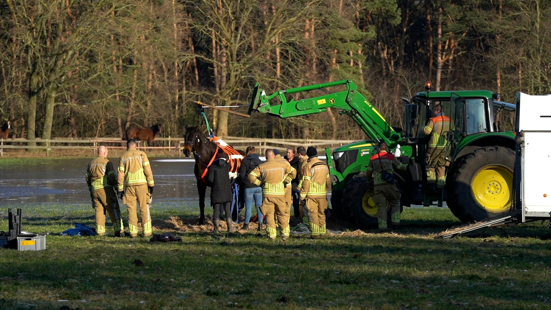 Brandweer Redt Drachtig Paard Uit Bevroren Plas Bij Weert