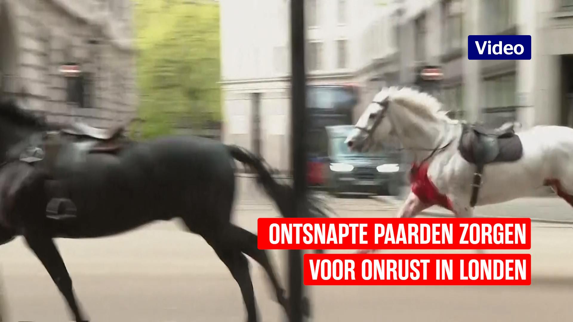 Ontsnapte paarden lopen los in Londen, eentje is bebloed