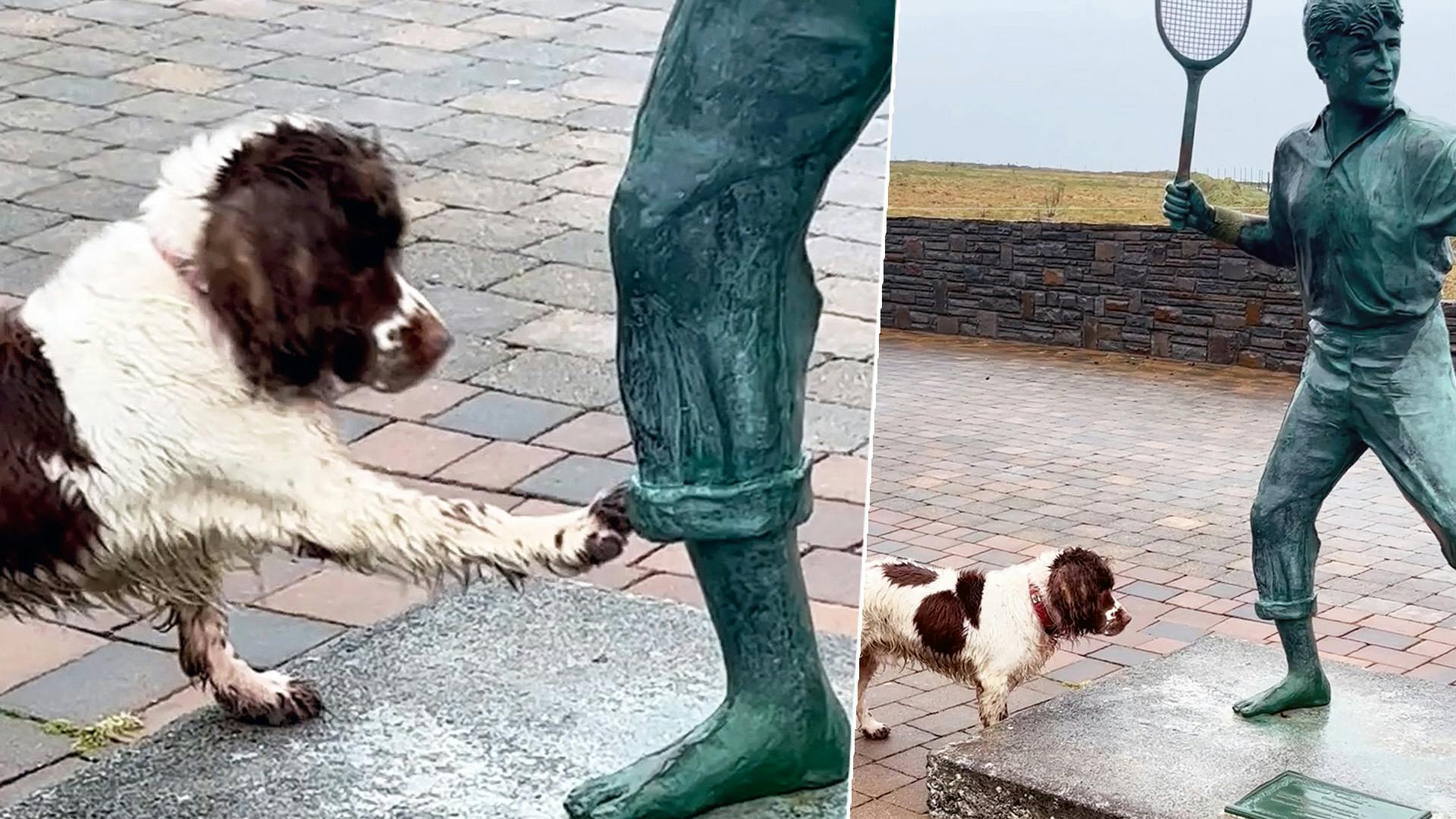 Hond PJ wil spelen met standbeeld en dat is hilarisch