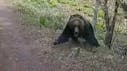 Woedende beer stormt op auto af in Japan