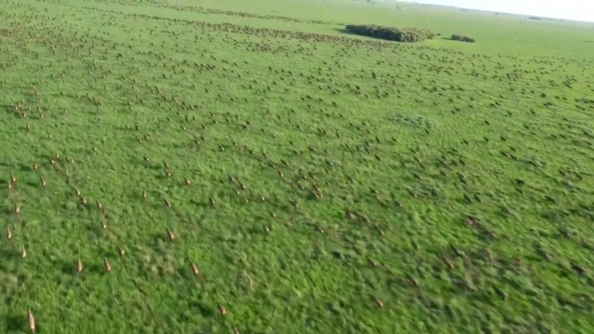 Luchtbeelden Tonen Zes Miljoen Migrerende Antilopen